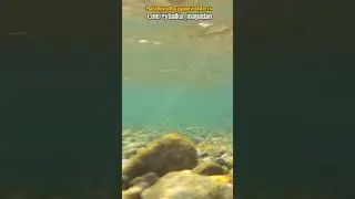 Подводная съемка горбуши на смартфон