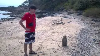 Monkey island Thailand