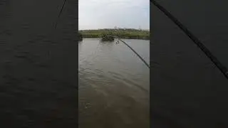 Приманка на карася 😉💪 #Shorts