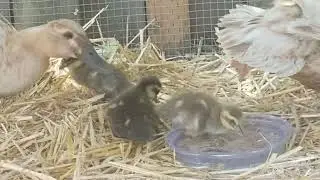 Ducklings less than 24 hours old, hatched by mama ducks (unedited)