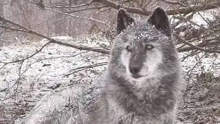 ВОЙ ВОЛКА