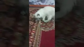 Dusya is training!