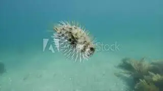 pufferfish