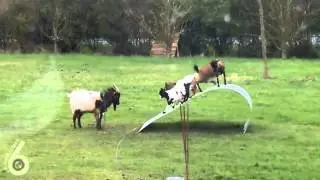 Козлы на приколе