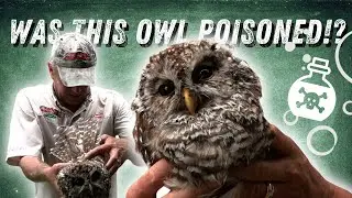 This Isn’t Looking Good 😳 Barred Owl Rescue - Ep. 14