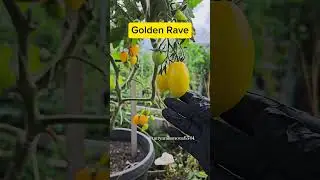 Томат GOLDEN RAVE #огород