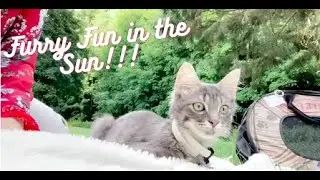 Niko Piko- Pretty Siberian Kitten's First Picnic Adventure