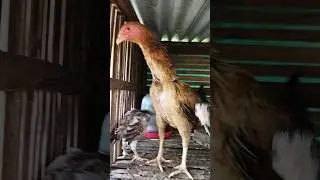 anak ayam pilihan#shorts#chickentypes #ayam
