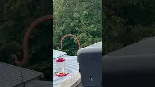 Morning Coffee with the Hummingbirds