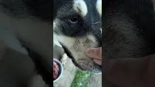 ГРАЖДАНЕ АЛАБАИ ..