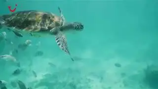 Snorkelling in Riviera Maya and Cancun | TUI Musement