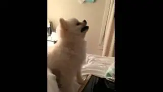 От души чихнул 720p