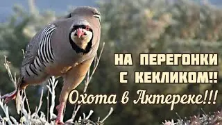 Охота на кеклика в Актереке , открытие сезона💥💥💥