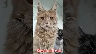Полидакты