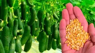 I poured it under the CUCUMBERS, the harvest fell like a mad rush without stopping! Grows in tons!