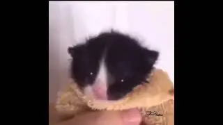 cat says bruh