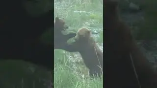 Медведи