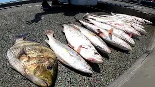 fishing Galveston North jetty for speckled trout