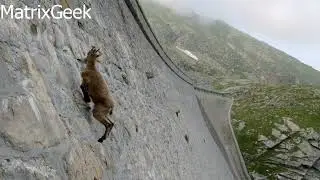 Ibex climbing inmense wall step by step