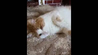 Выдохся ...🤔😀🐈👌🖐