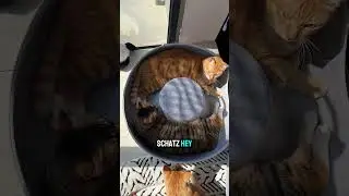 0801 Chen Yuting Two kittens fighting over a new bed Final version German