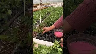 How to grow rose plants from cuttings in bulk in nursery #gardening #shorts #viral