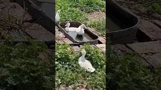 Водные процедуры для индоУтят 