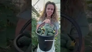 #урожай