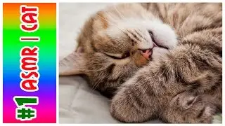 #1  ASMR CAT | АСМР КОТ