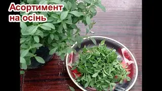 Асортимент на осінь.