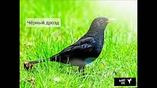 Чёрный дрозд (Qorashaqshaq)