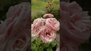 Мои розы во время этих сумасшедших дождей   #сад #розы