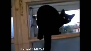 кот спалился
