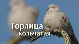 ещё раз горлица