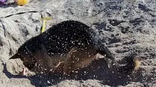 Brigitta the digging dog