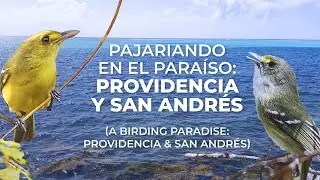 Pajariando en Providencia y San Andrés - Un Paraíso Lleno de Aves Endémicas