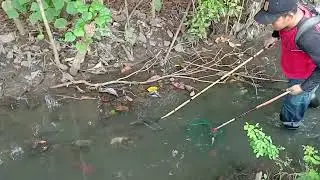 kita kembali lagi ya gaes meyelamatkan ikan tenggelam    dapat biawak daratt