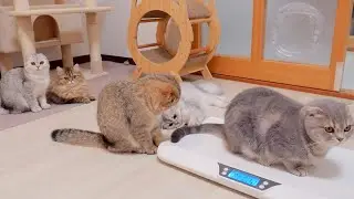 This adorable kitten family can't hide their shock at how much weight they've gained!
