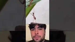 mr. Bombastic кинули пацана