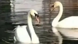 На небесах живут родные души Муз  исп  Городков С  сл  Аббасова Л