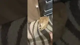 Бедный рыжик принимает донаты всего 50 рублей 4249 1704 7708 0158
