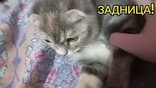 Дерзкое & доброе.6 серия.Котëнок Кэтти-опасный защитник города Игрушкино.Выпуск от 25.02.24