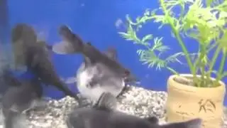 Her zaman büyük balık küçük balığı yer mi ?