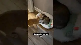 #cat #catlover #kittys #kitten #cute #kittypets #kittycat #kittenslovers #funny #kungfupanda