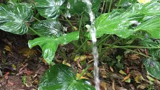 Peeing in rain 🌧💦 | fertilize to plant | Mr. pee | man Peeing in outside | urinate to plant 🍀😌🌱