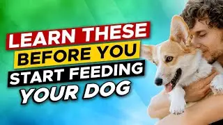 How To Feed Your Dog Properly | The Do's and Don'ts