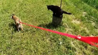Прогулка: все в сборе 🐾 Walking with dogs
