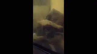 Принцесса Бурунди. #17 утренняя проверка Танганьики...угостил самок клубникой. 🌟🇧🇮👸🙎👑