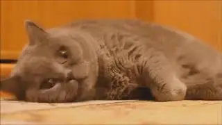приколы с котами и кошками