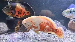 Help name my Oscar! Let’s have a look into the fish cave basement fish room, Relax with me